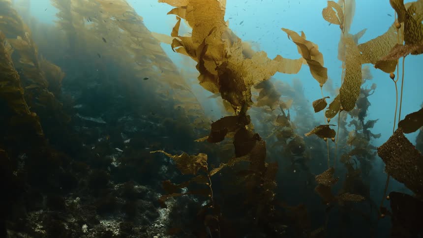 Underwater footage of a kelp forest gently floating in the ocean waters