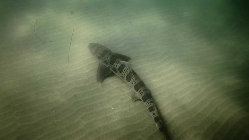 The marine life swims at the bottom of the water