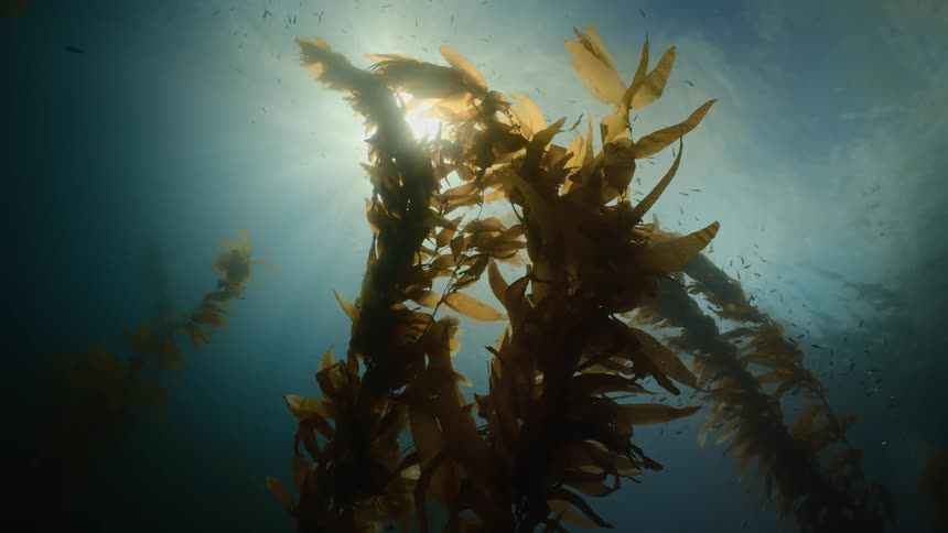 Fish are swimming in the ocean near seaweed