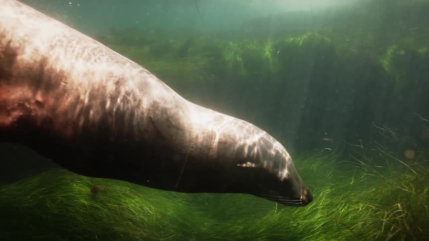 A seal is swimming through the ocean water