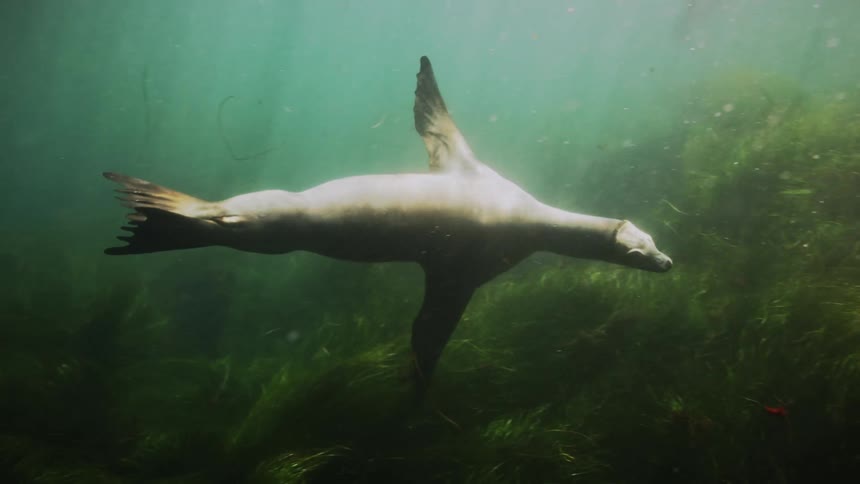 A single sea lion swimming over a kelp forest in the ocean at daytime
