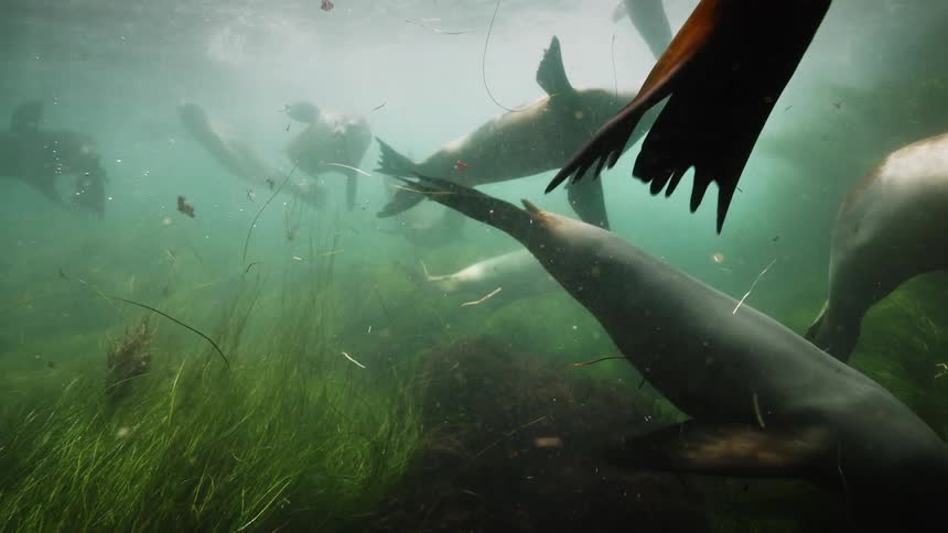 Herd of eared seals swim through murky water near seagrass
