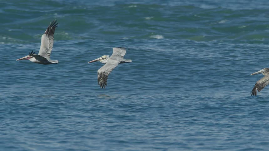 A large bird flying over a vast ocean the bird has a long distinctive beak that extends far in front of its head