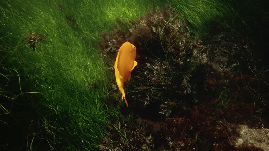 A single large orange tropical fish swims near the ocean floor in the kelp and seaweed and dark coral