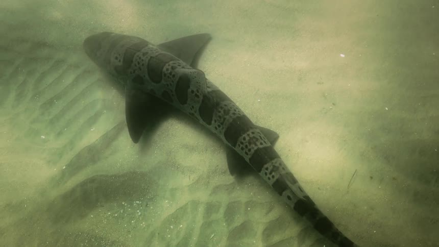A fish swimming in water displaying a unique and distinctive skin pattern that resembles that of a snake