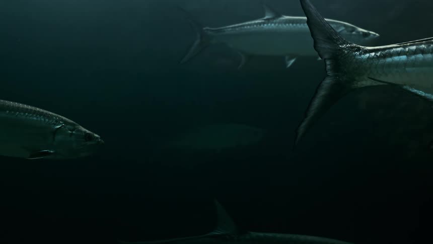 Close up of the silver scales on the side of a fish swimming in the ocean