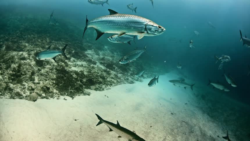 The fish swim all around underwater
