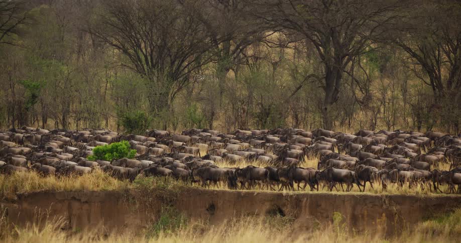 Large herd of wildebeests moving on the yellow savannah african plains