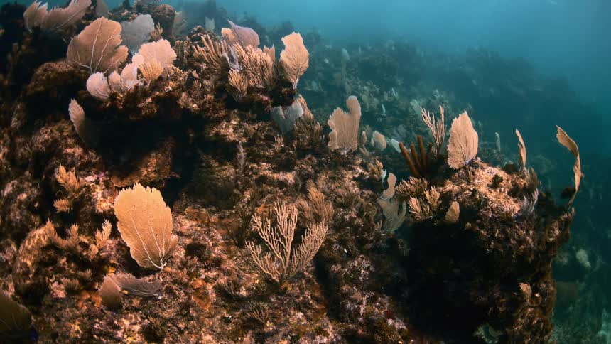 The coral reef is on the ocean floor