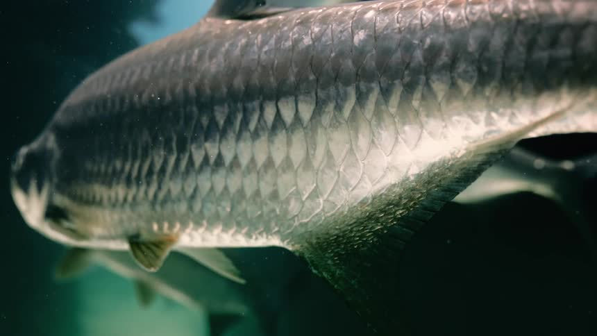 Underwater close up of the skin and fins of a fish swimming in the ocean