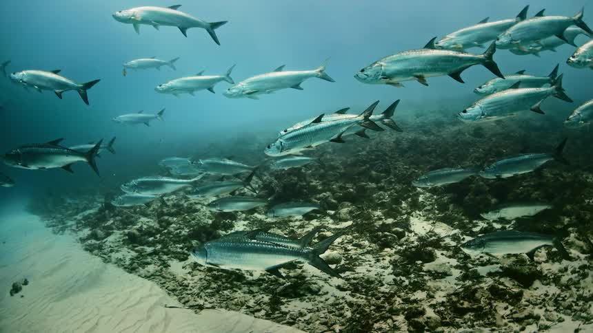 A school of fish swimming above an ocean floor in the sea