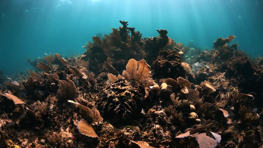 A view of fish and coral in the ocean sea is displayed