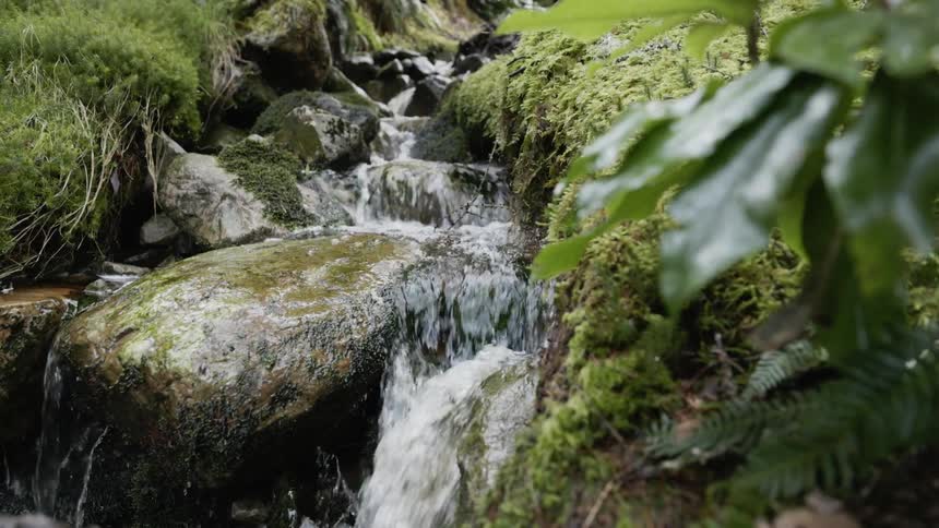 A flowing stream runs over moss covered rocks with surrounding plants and vegetation