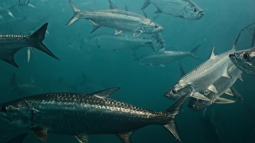 School of atlantic tarpon swimming in sea