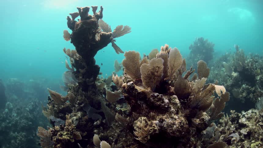The coral reef floats in the hazy water