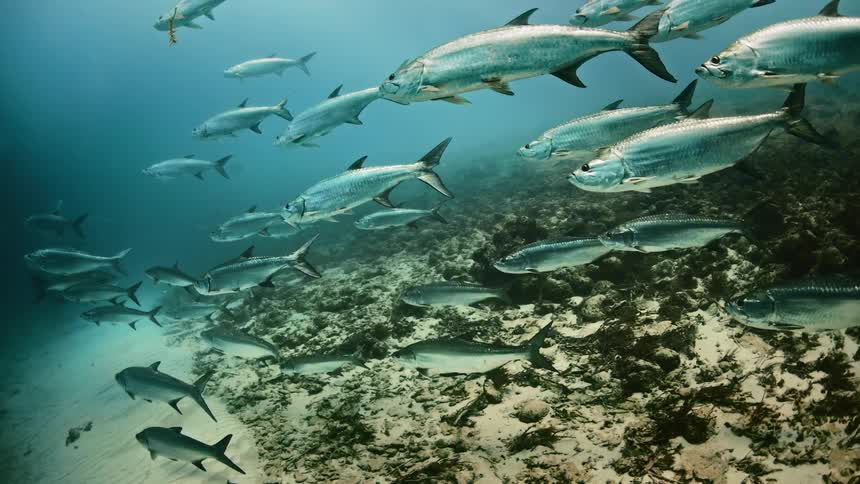 A large number of fish swimming together in a fast flowing body of water