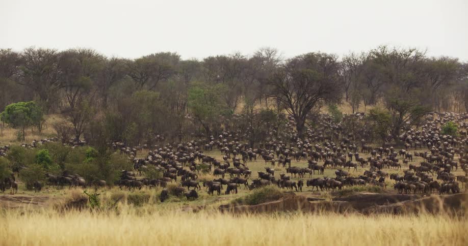 Herd of african wildebeest on the african savannah under the rain at daytime