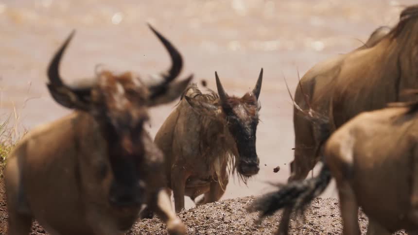 A herd of wildebeests is coming up from the water edge and running together as one is struggling to get up out of water as its legs keep buckling underneath it