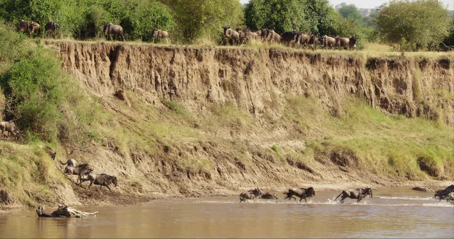 A herd of wildebeest crossing the river