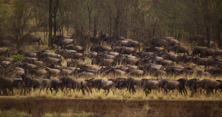 A herd of wildebeest are walking through the wilderness