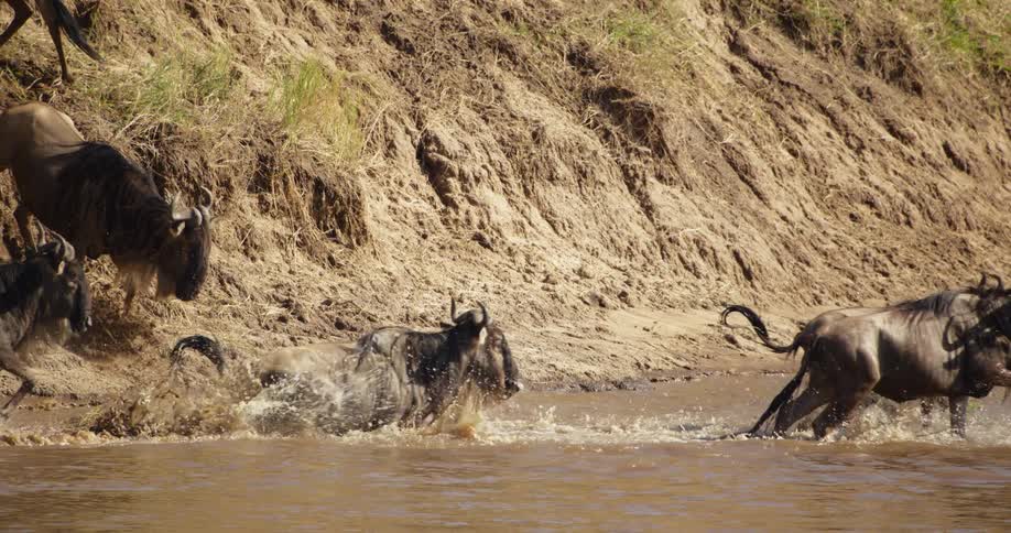 A herd of wildebeest crossing a river in africa at daytime