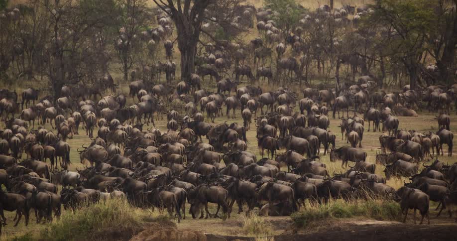 A herd of wildebeest migrating in the field while raining