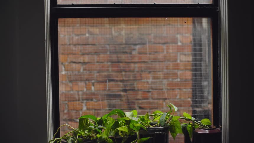 Rain falls outside window with potted ivy plants on the window sill