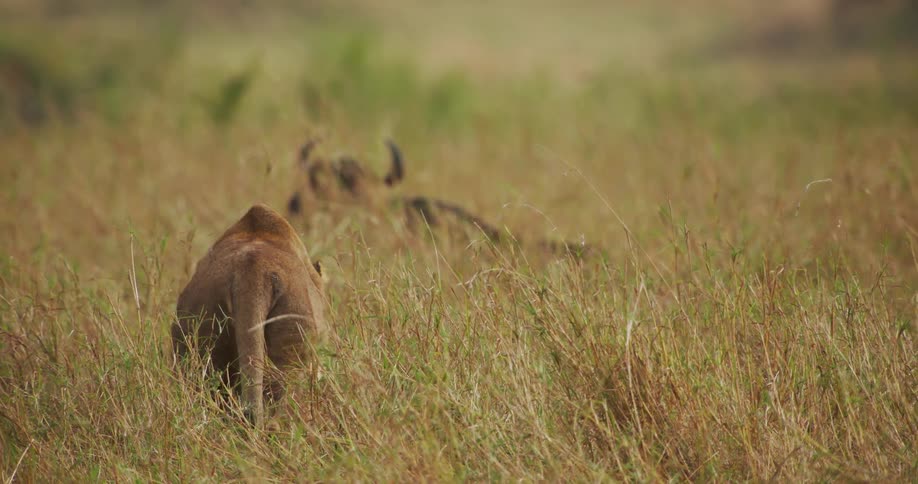 A lion is hunting a wildebeest in the grassland jungle
