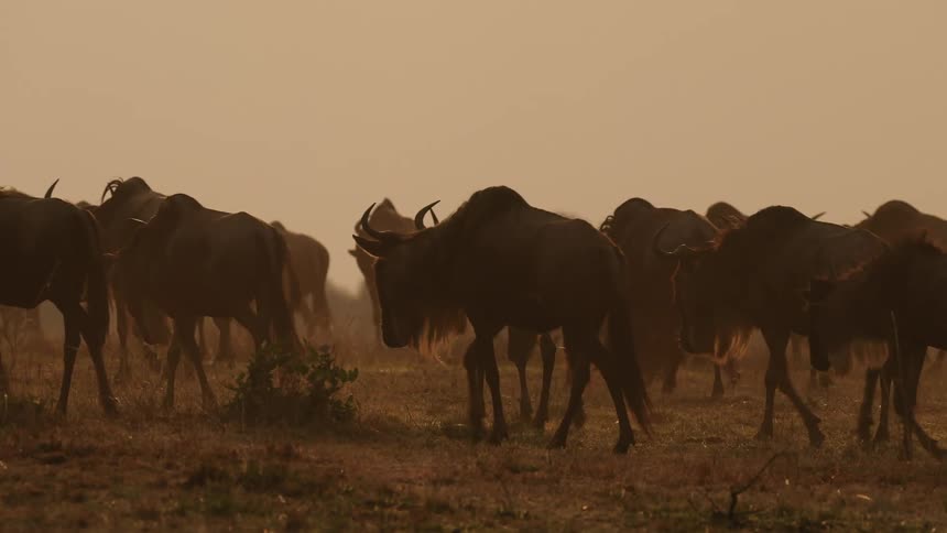 A herd of wildebeest walking in the field at sunset