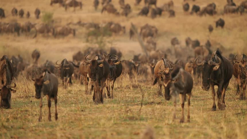 A herd of wildebeest wandering through a parched and barren landscape searching for any patches of dry grass to graze upon