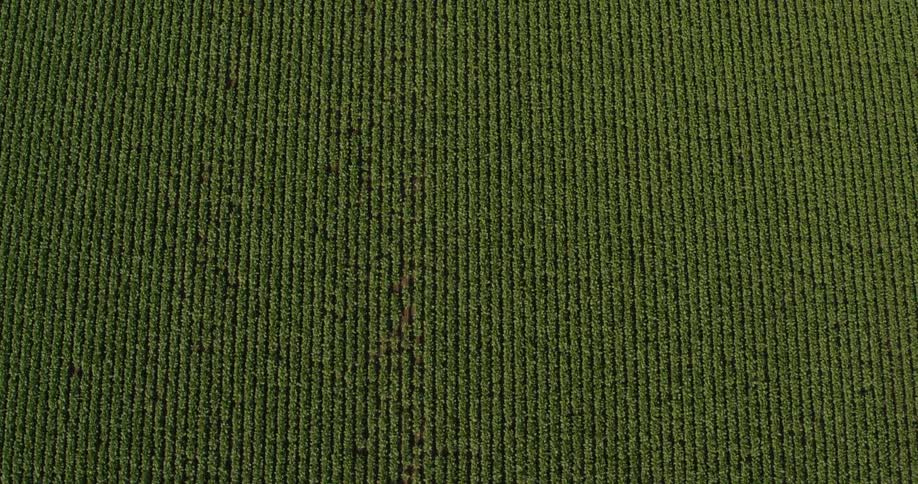 Rows of greenery closely parallel each other with a few brown spots