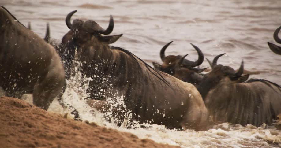 A herd of wildebeest splashing through the river as they climb up onto shore