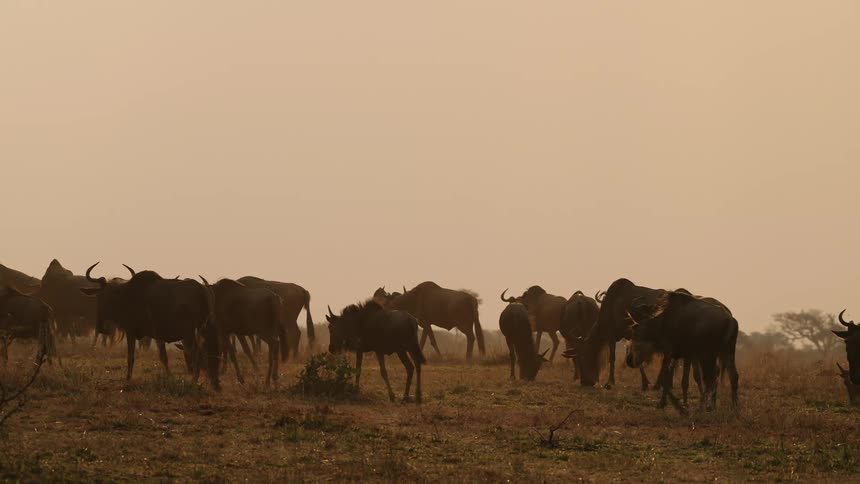 A herd of wildebeests moving along grassy serengeti plain