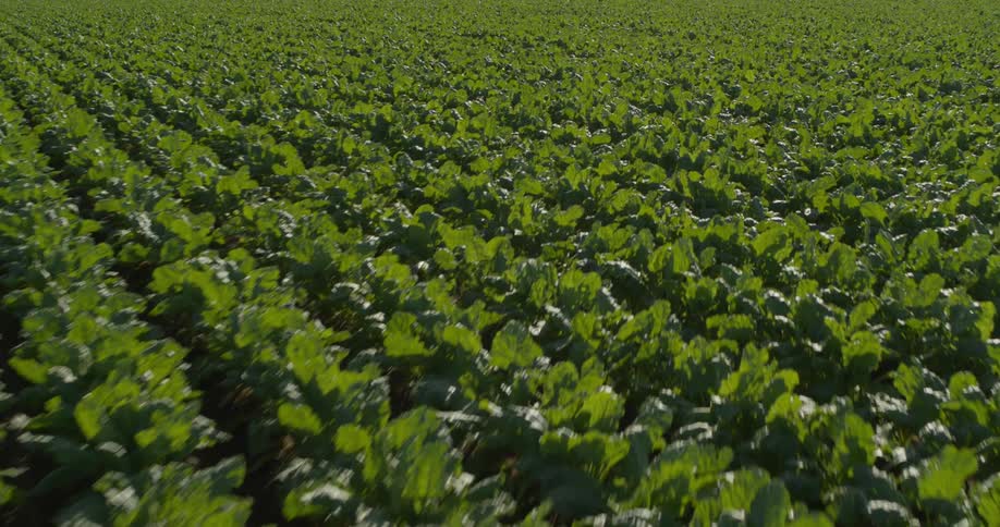 The sun shines upon a farm field with rows of crops