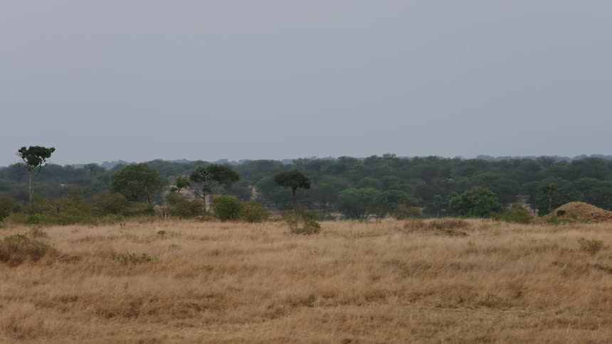 Grass and vegetation growing on a plain