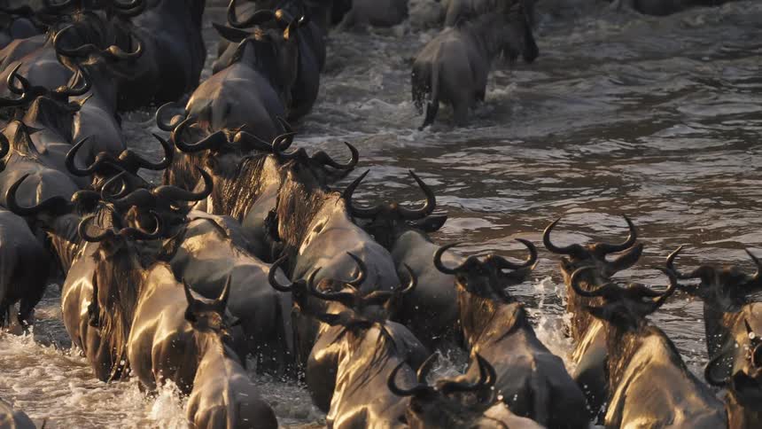 Wildebeest are running through the water during their annual migration