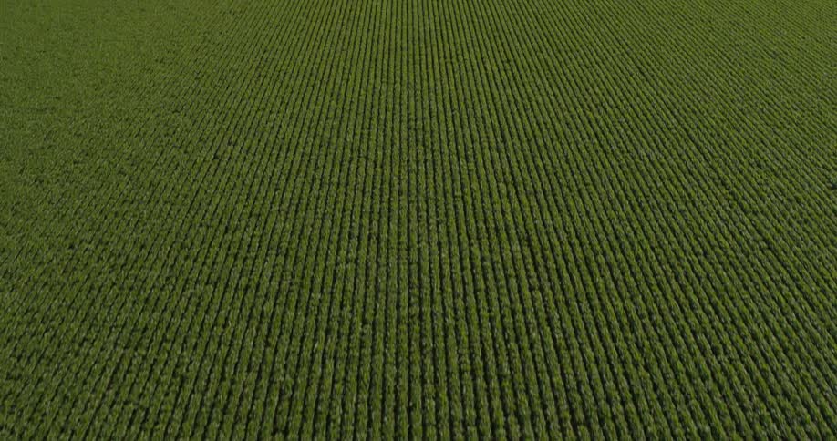 Aerial of agricultural crop field on large farm land