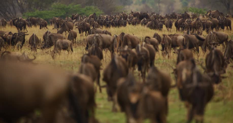 A herd of wildebeest are walking in the field