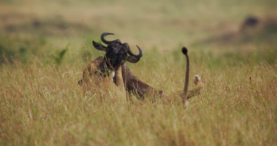 A lion bites the neck of a wildebeest