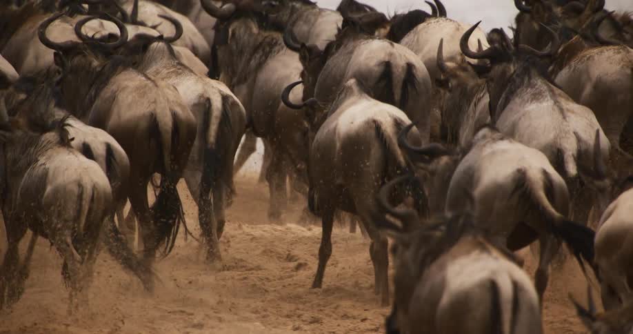 Herd of wildebeest running across a field of dirt
