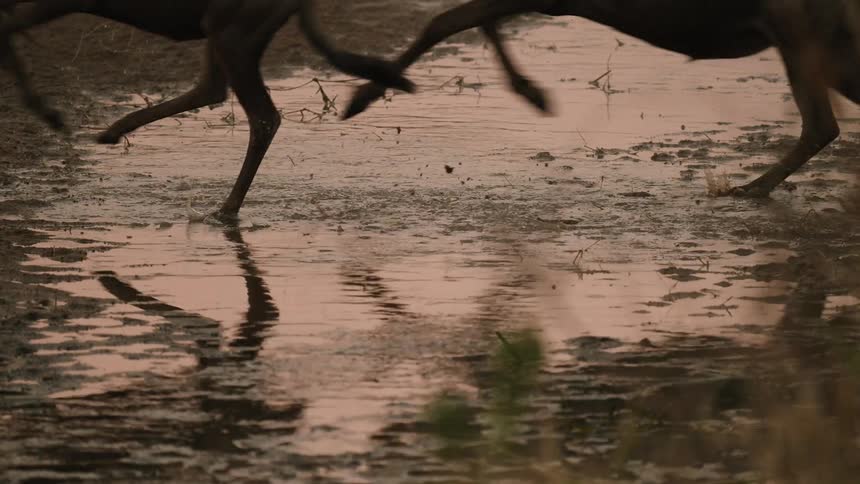 A group of wildebeest running at full speed across a vast landscape that includes a small body of water