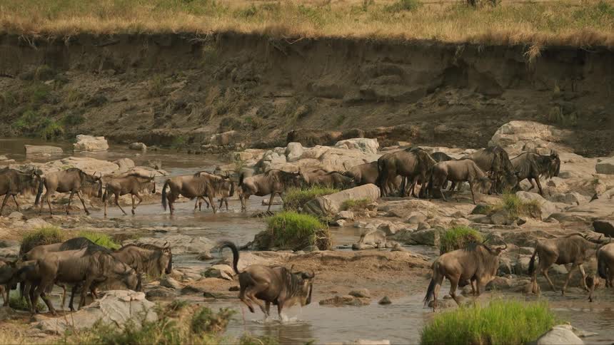 A herd of wildebeest crossing river