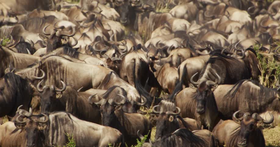 A large group of wildebeest grazing and moving through a forested area eating grasses