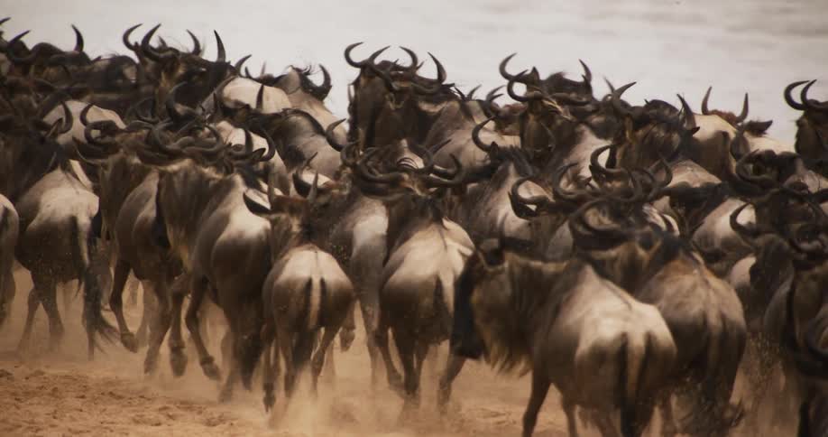 A herd of wildebeest run past the stream