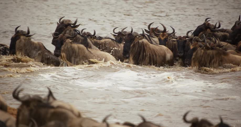Wildebeest move on riverbank and through water