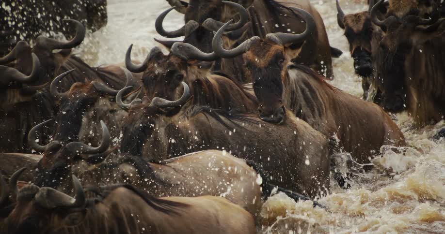 A herd of wildebeest crossing the river