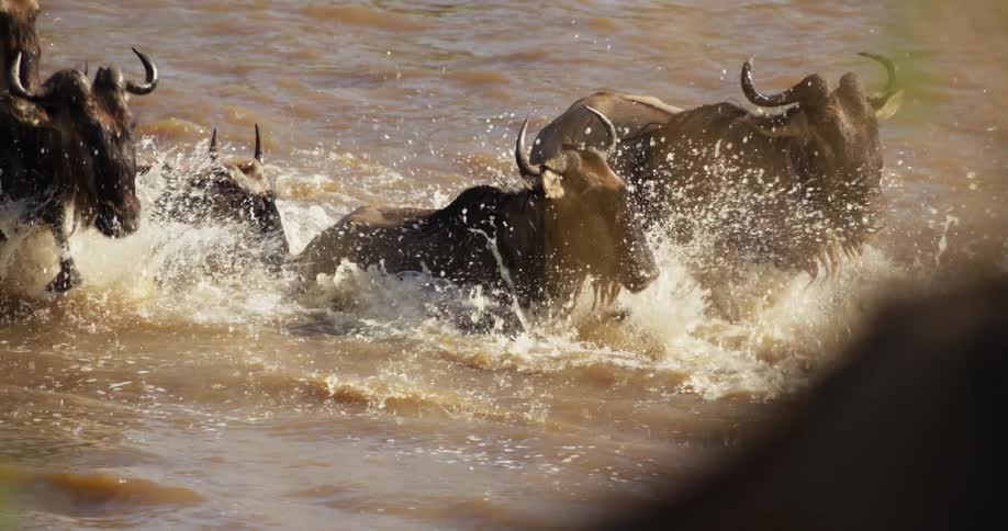 Herd of wildebeest splash through muddy river water