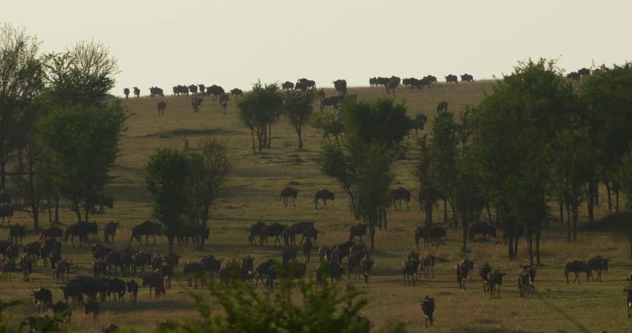 Herd of wildebeest roaming under the trees in the african savannah at evening