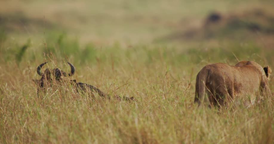 A lioness sneaking up on prey in a grassy field