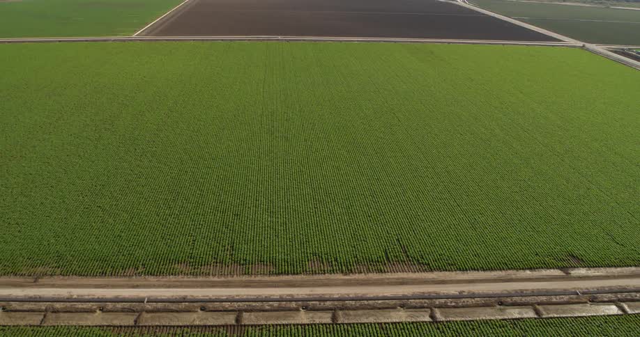 Rows of lush green crops on a farm field grid